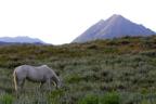 Horse grazing with Gothic Mountain in the background.