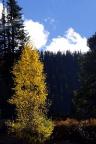 Fall colors in Crested Butte