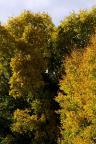 Fall colors in Crested Butte