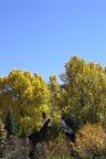 Fall colors in Crested Butte