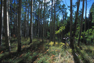 Biking in the aspen