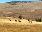 Elk on a fall day seen on the side of Highway 135 in Crested Butte, CO.