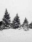 Snow capped trees.