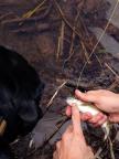 Teaching the dog Frank about Catch and Release Fly Fishing in Crested Butte, Colorado!