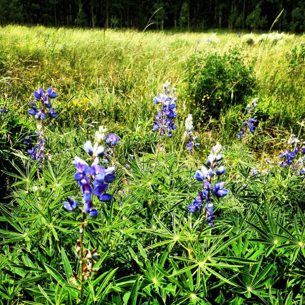 Crested Butte wild flowers.