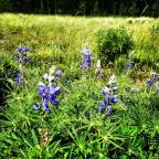 Crested Butte wild flowers.