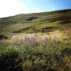 Wild flowers in Crested Butte are a sight to be seen!