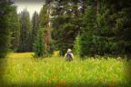 Wild mushroom hunting in Crested Butte! Read our latest View the Butte blog post:  Teresa Cesario