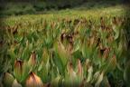 Skunk cabbage in Crested Butte! Photographer: Teresa Cesario