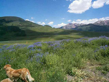 924 Gothic Road<br>Mt. Crested Butte