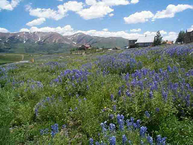 924 Gothic Road<br>Mt. Crested Butte