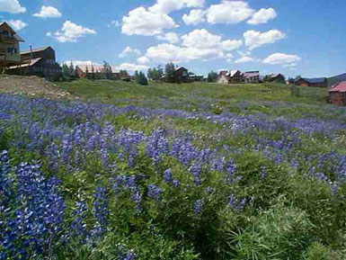924 Gothic Road<br>Mt. Crested Butte