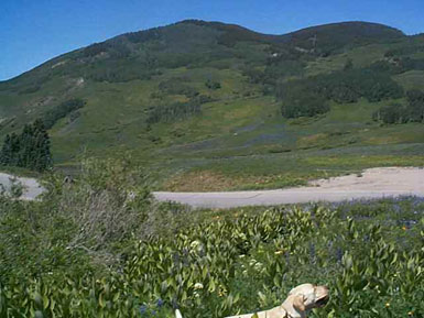 924 Gothic Road<br>Mt. Crested Butte