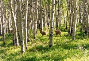 Star Mountain Ranch, Homesite 32<br>Star Mountain Ranch