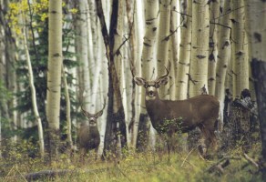 Star Mountain Ranch, Homesite 32<br>Star Mountain Ranch